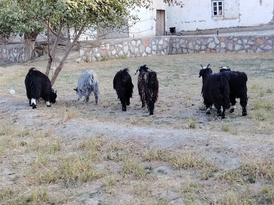 Moda  qisir uloqlar sotiladi