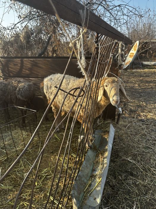 Продам баранов 1 ярка и 2 баранчика