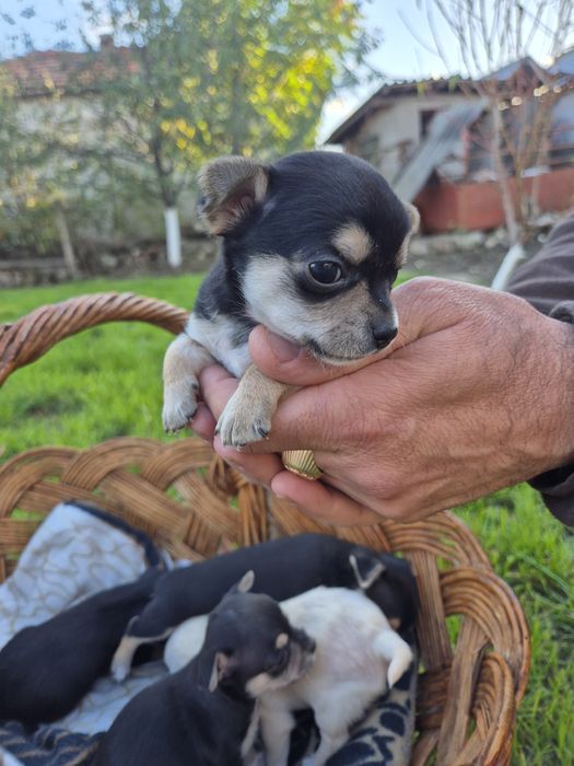 Мини чихуахуа пет момченца