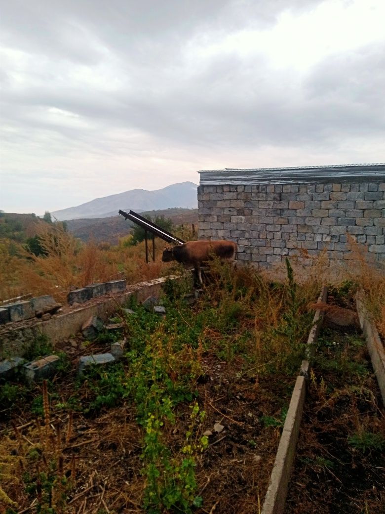 Семіз тайынша сатамын
