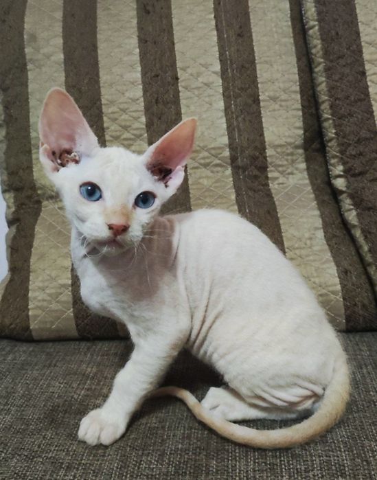 Кошка сфинкс браш