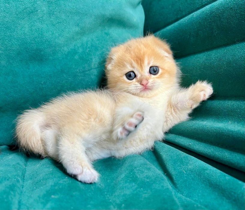 Шикарная девочка от привозных родителей