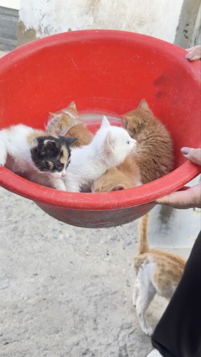 Mushuk bollari sotiladi xonaki hammasi chiroyli