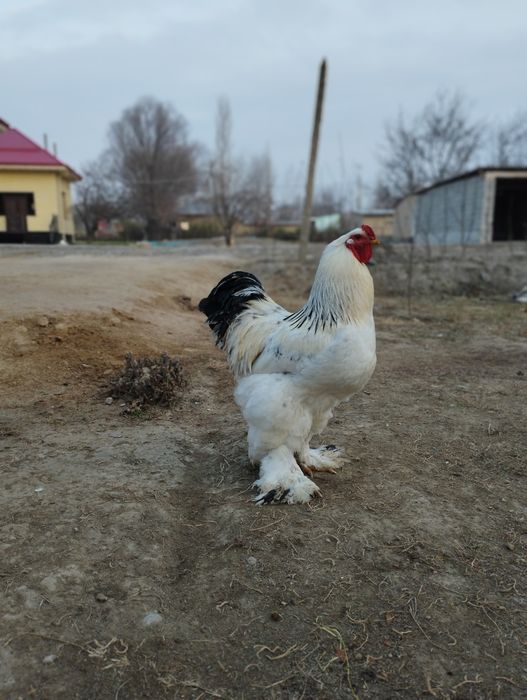 Bramo xoʻrozi sotiladi