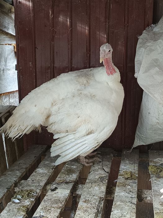 Curci de vânzare 32 lei kg