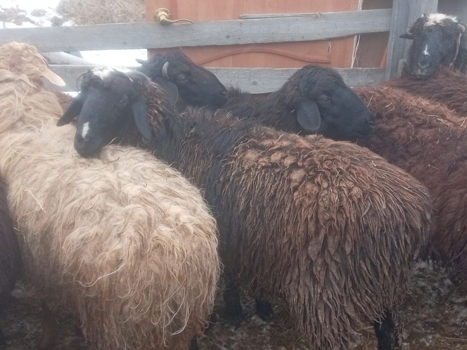 Продам секов 13 голов