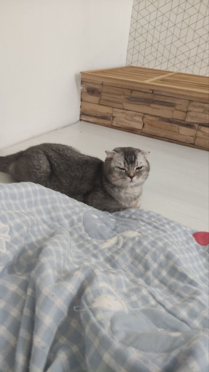 Кошка Скоттиш Фолд
