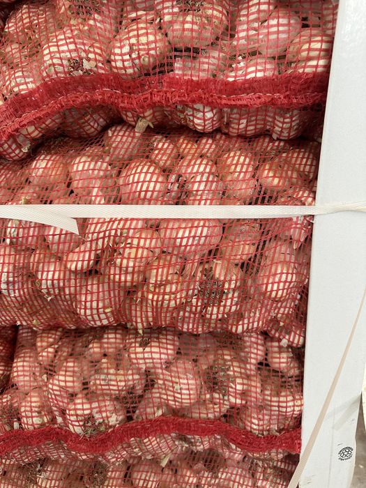 Usturoi pentru plantat si de consum