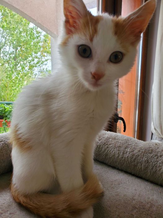 Очарователно рижо-бяло котенце търси дом.