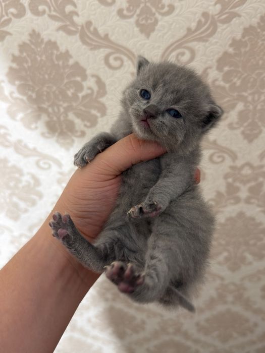 Mushuk skotish fold strayt sotladi