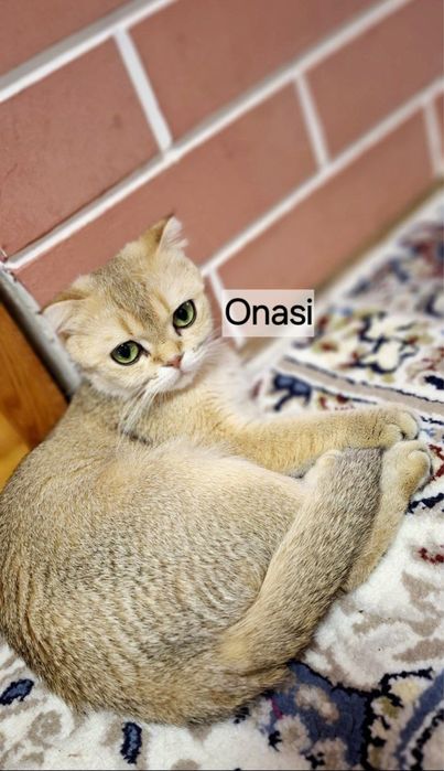 Скотиш фолд золотая шиншилла