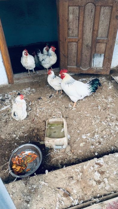 Продается чистокровные Адлер куры 8 штук 4000