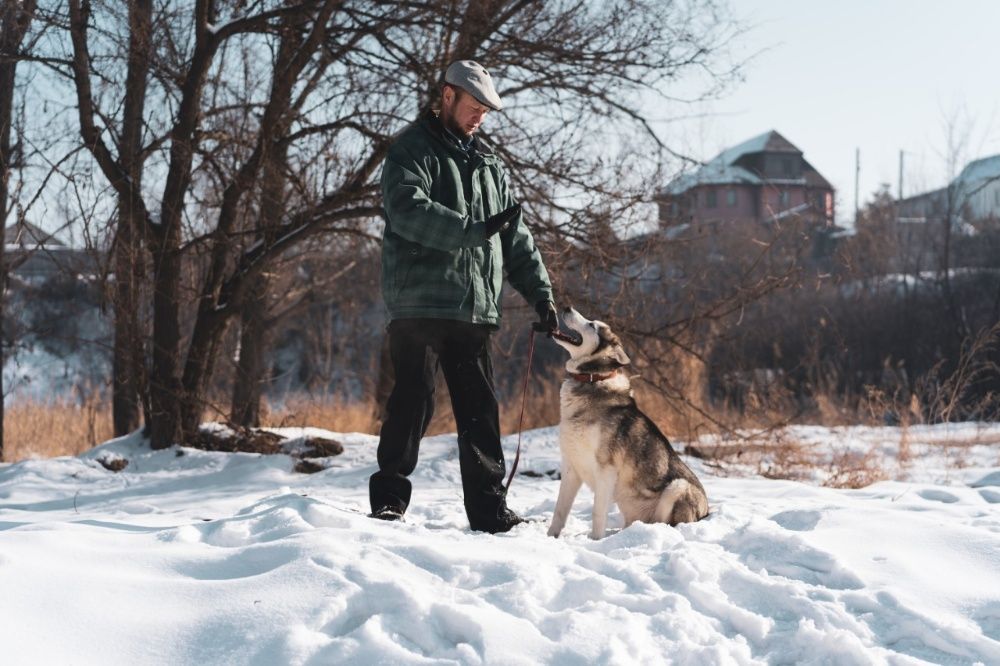 дрессировка собак всех пород. Услуги кинолога