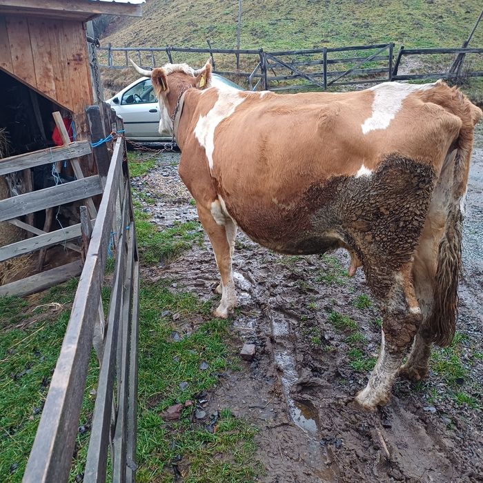 Vand vaca baltata la garantie