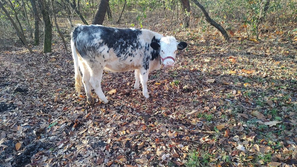 Vitel albastru belgian