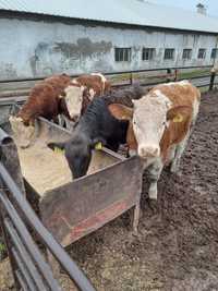 Schimb vitele bălțate