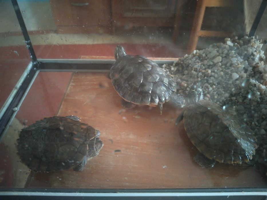 Va and broscuțe testoase