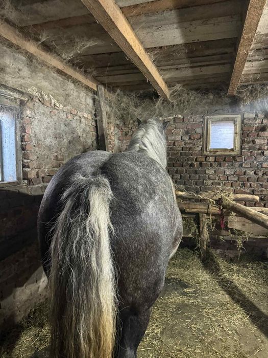 Mânză sură de vanzare