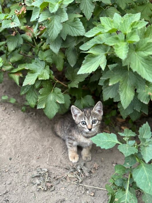 Отдам котят в хорошие добрые руки