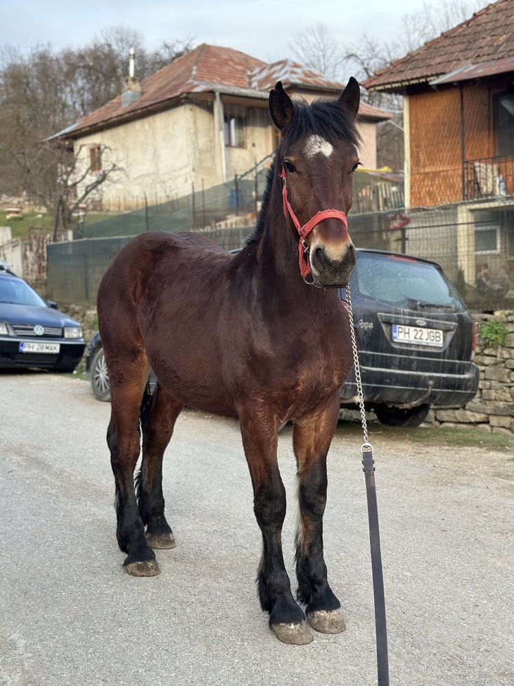 De vanzare ce se vede in poze