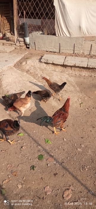 Жойдори хуроз сроча