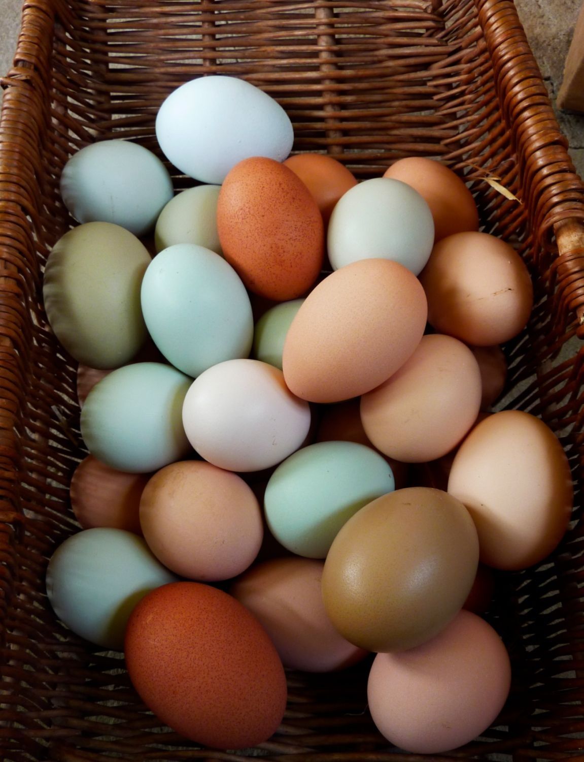 Инкубационное яйцо Доминант микс крупная партия на март