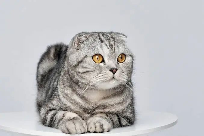 Найден кот в орбите , вислоухий