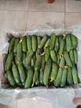 Vând castraveti cornichon