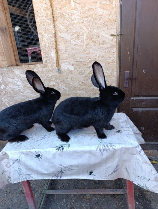 Vand sau schimb femela de Urias German