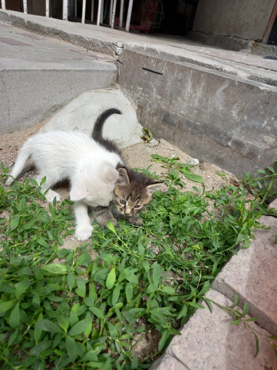 Котята ищут добрых хозяев