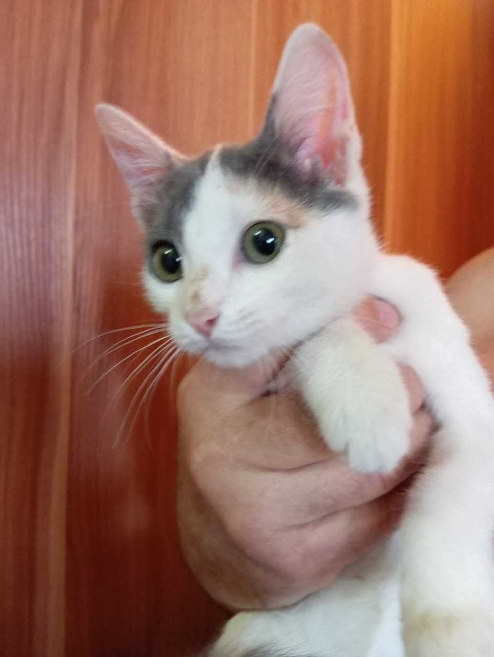 Котенок в новую семью