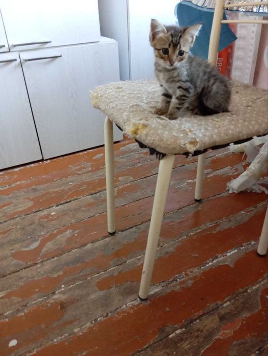 бесплатно отдам котёнка