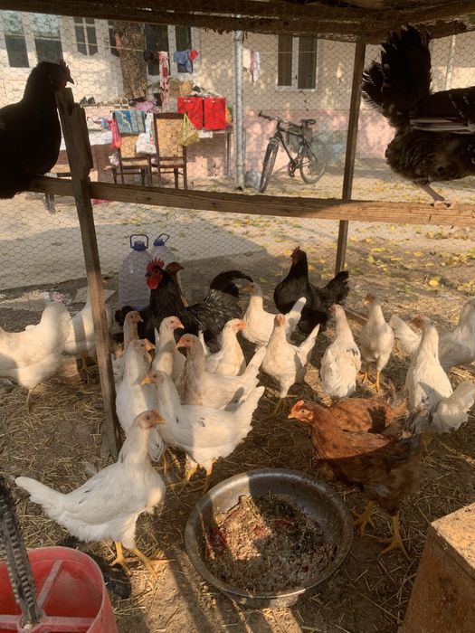 Tovuqla sotiladi tuxum qoyvoti