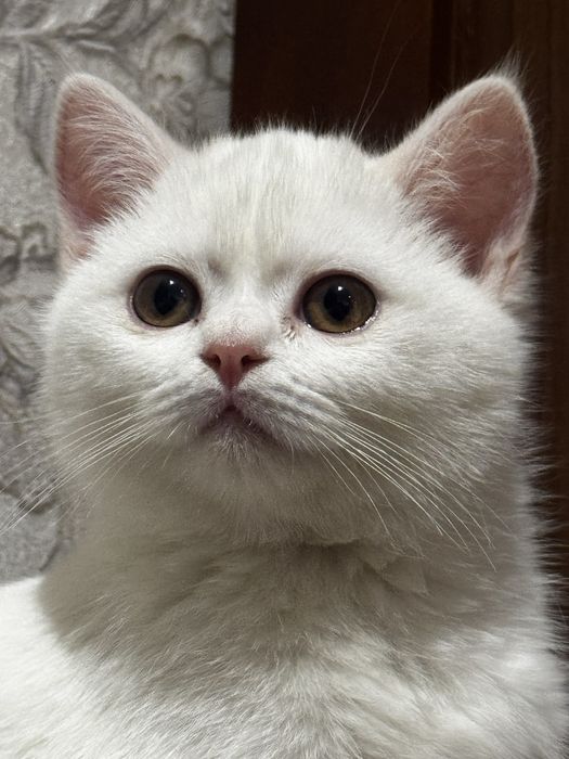 Британский котенок