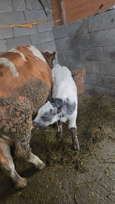 Vând vacă cu vitel