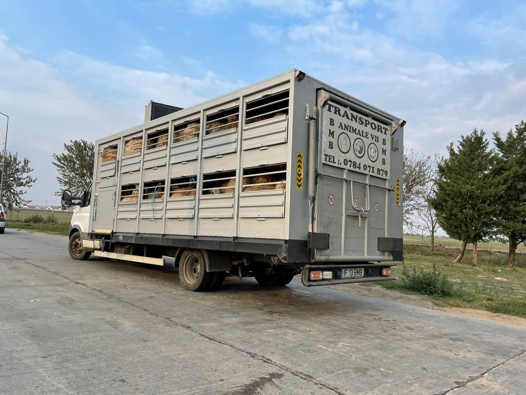 Transport animale vii autorizat în toată tara  masina compartimentata