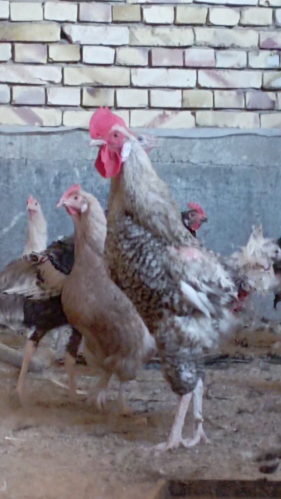 4 dona sortli xoʻroz, Har biri 280ming dan kelishamiz