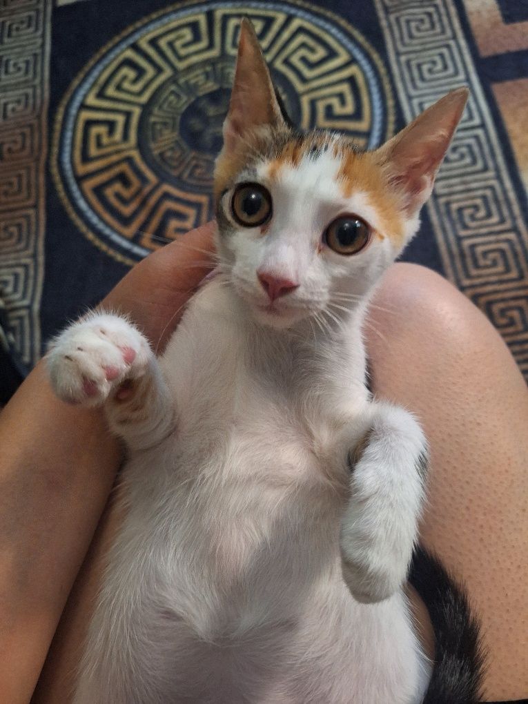 Котенце подаряваме