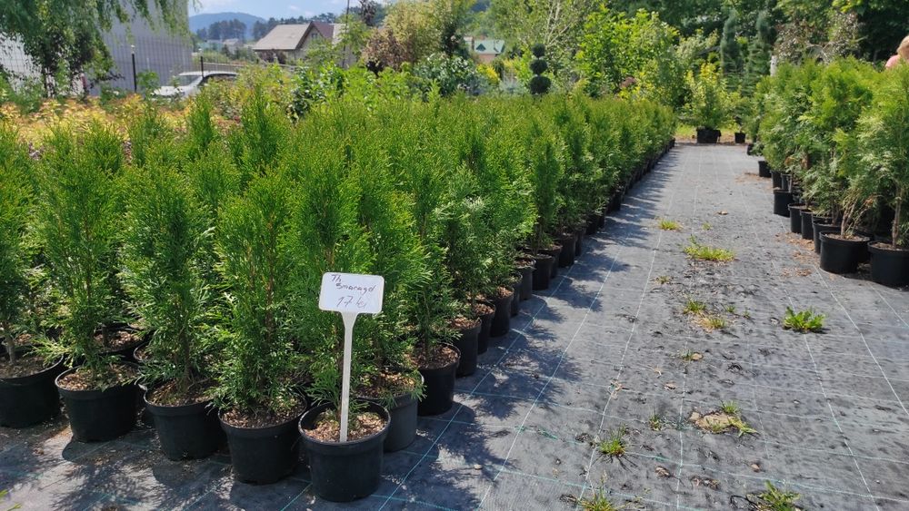 Thuja (tuia) Smaragd 50-60 cm crescuta la ghiveci.