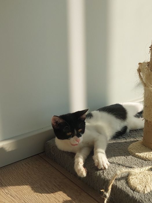 Котенок девочка Ташкент