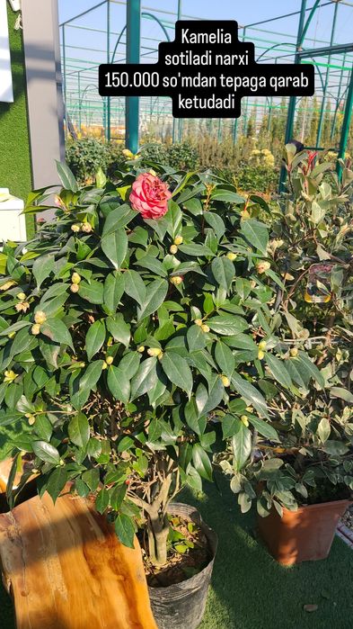 Kamelia gulla sotiladi