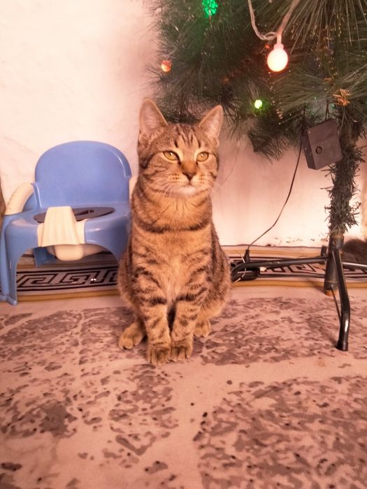 Отдам бесплатно кошечку