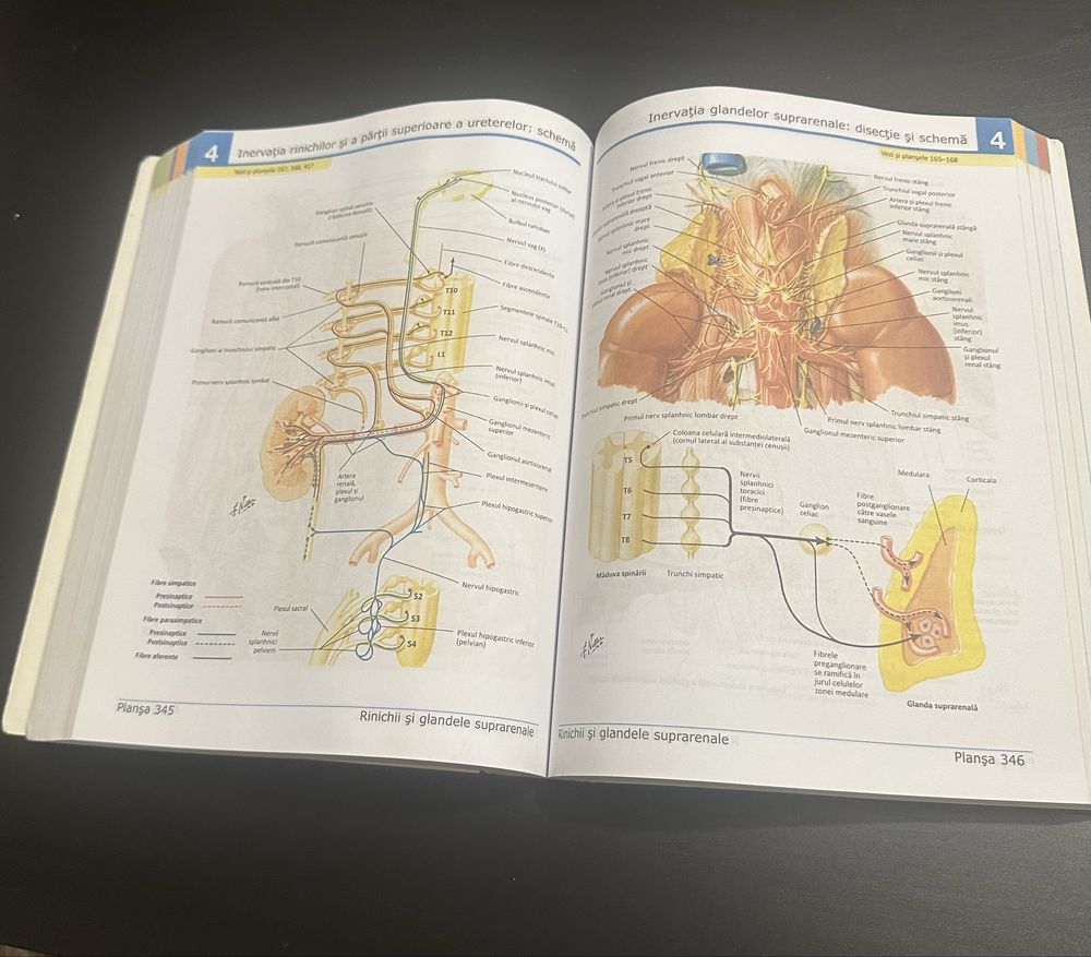 Atlas anatomie Netter editia in romana medicina UMF
