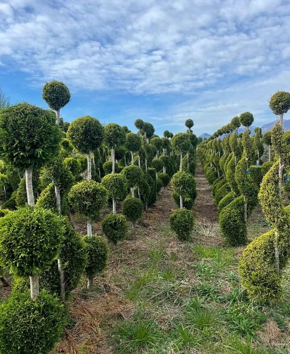 Plante ornamenatle orice specie livrare oriunde in tara