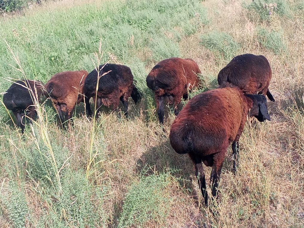 Qoʻchqorlar sotiladi