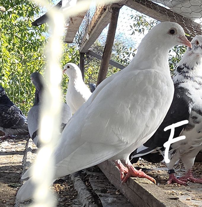 Vând porumbei voiajori