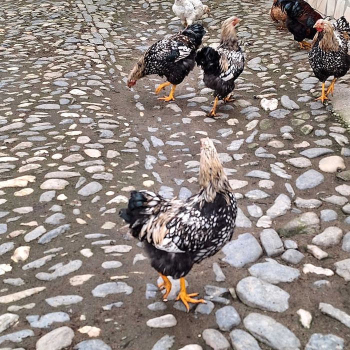 Vand cocoși wyandotte si normali