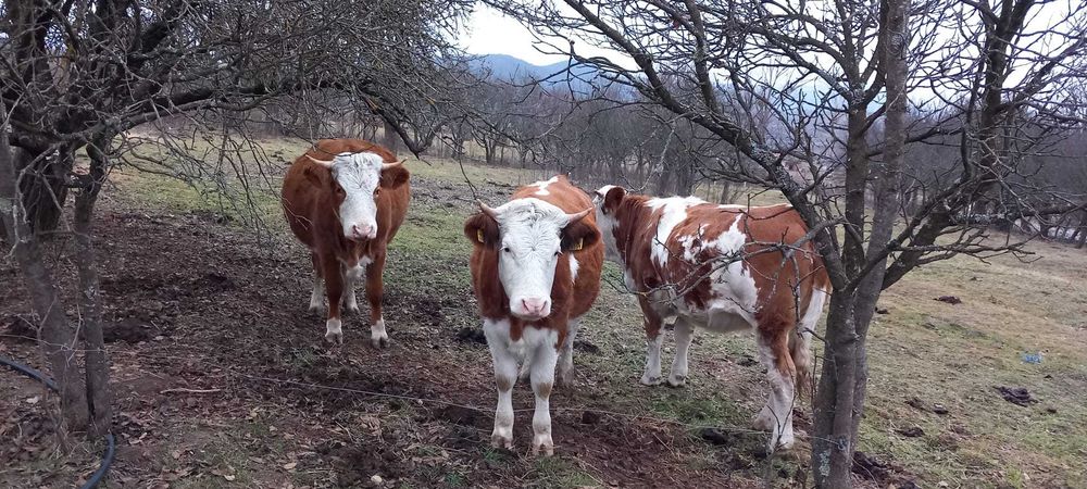 Vand juninci rasa baltata romaneasca.