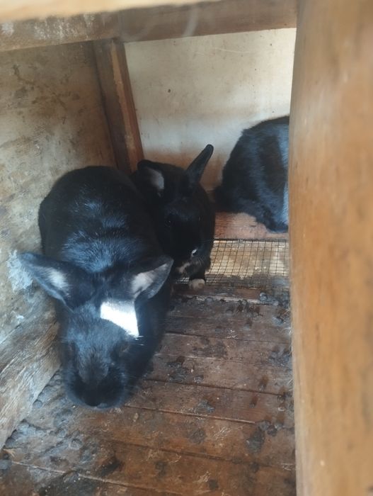 Quyonlar sotiladi urgʻochi tayyor 150 ming dan semiz chiroyli