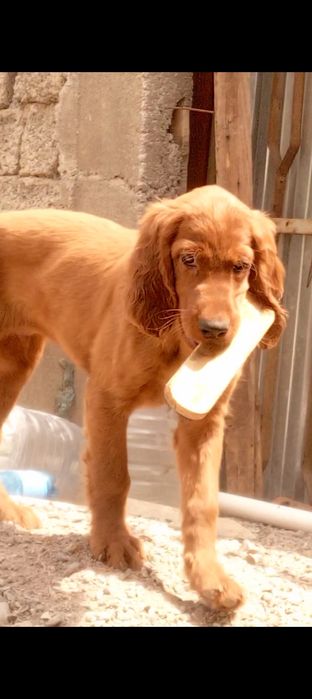 Щенки Ирландского красного сеттера